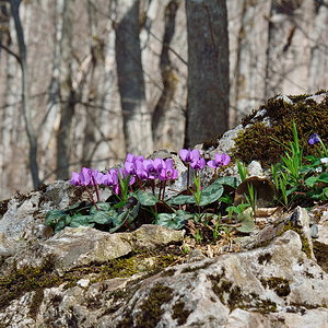 на Орлиную полку (1)